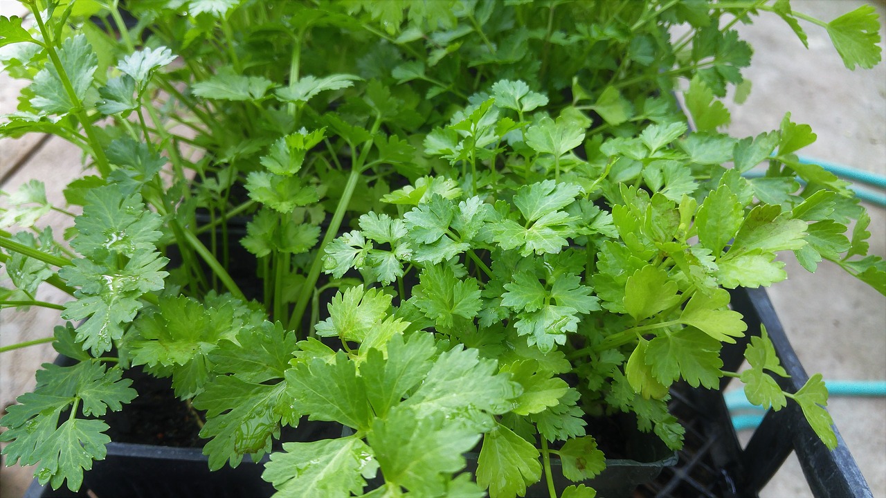 Cilantro