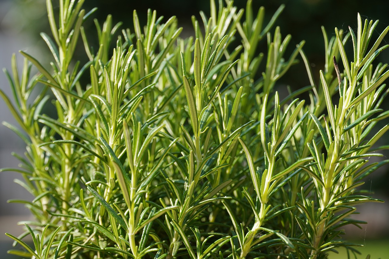 Rosemary