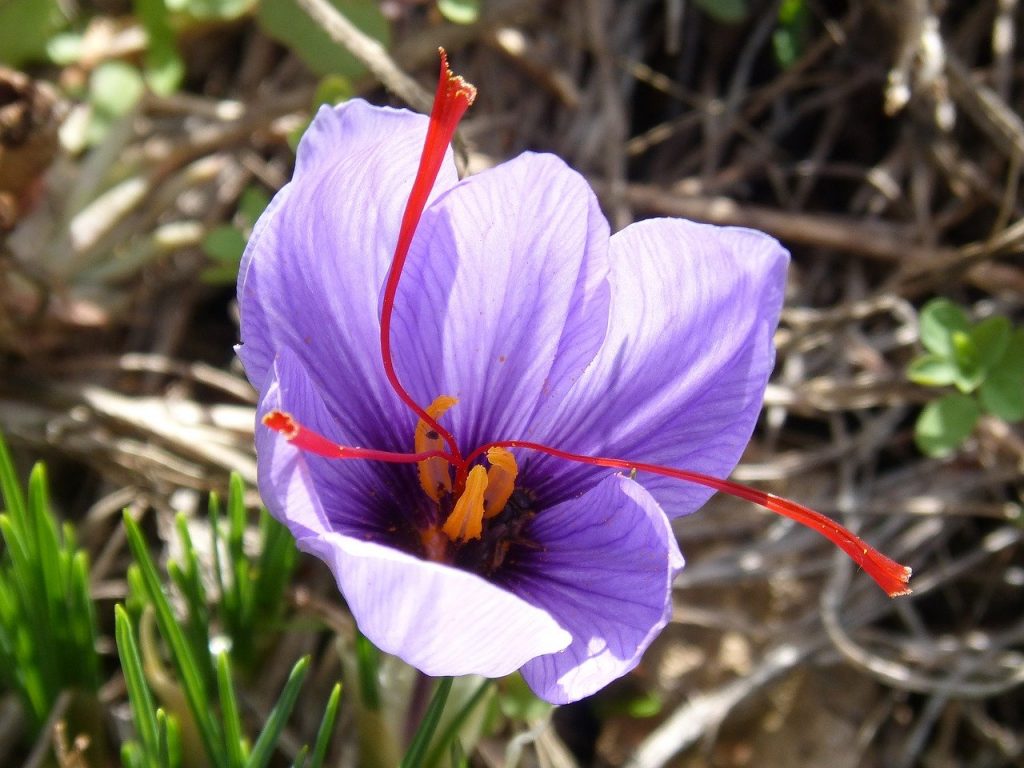 Kashmiri Saffron-The Most Expensive Spice in the World