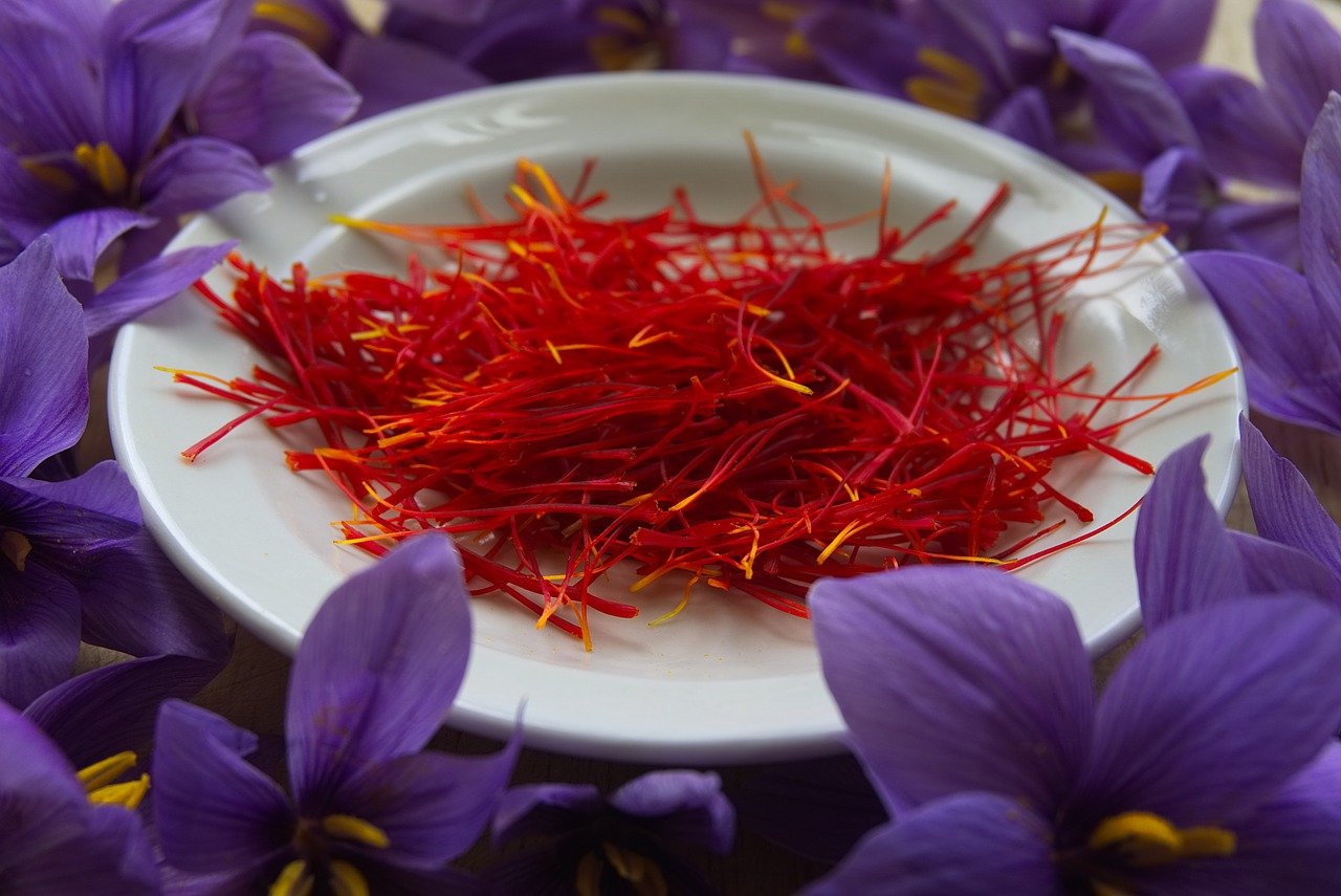 Saffron harvesting