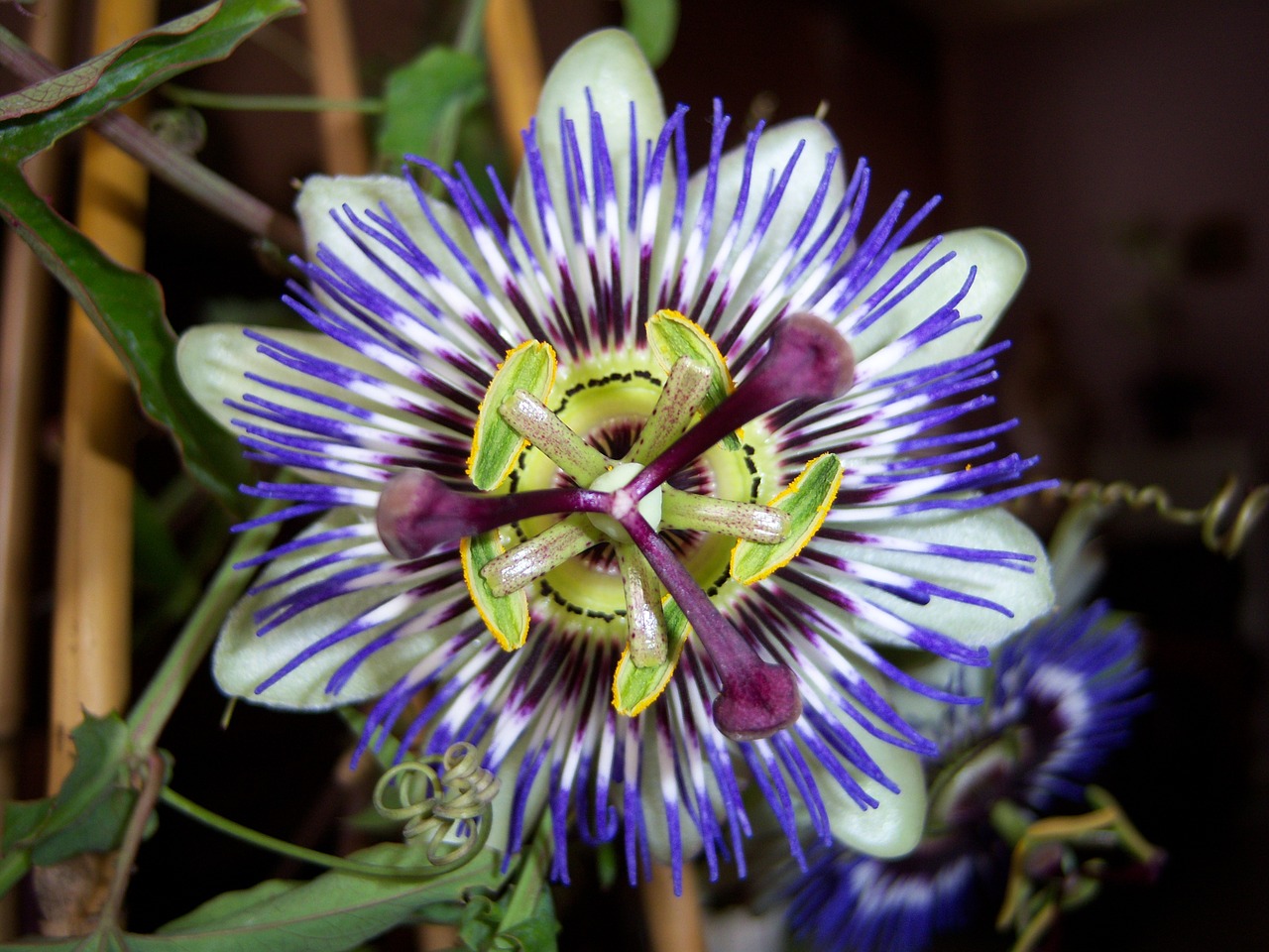 Passion Flower Tea