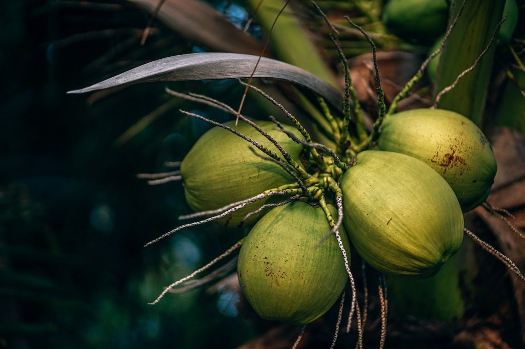 Coconut water