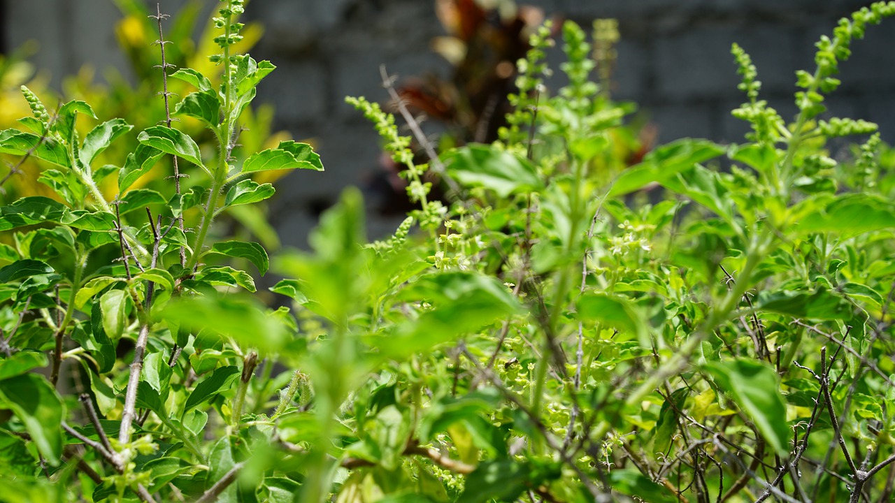 holy basil