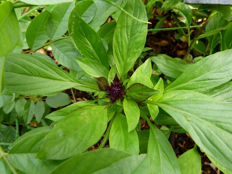 Thai Holy Basil Benefits, Side Effects and Uses in Asian Cuisine